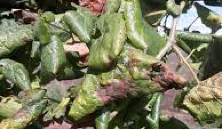 Fotka - Upozornenie na nárast výskytu príznakov karanténnej choroby viniča s názvom zlaté žltnutia viniča (Grapevine flavescence dorée phytoplasma)